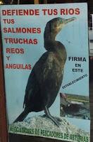 Primero mataremos cormoranes, luego las garzas, las nutrias y los martines pescadores