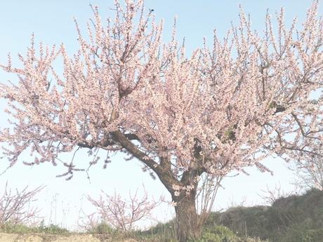 De la A a la Z: F de Flor