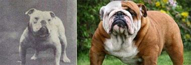 Descubre las deformaciones en las razas de los perros en 100 años de crianza