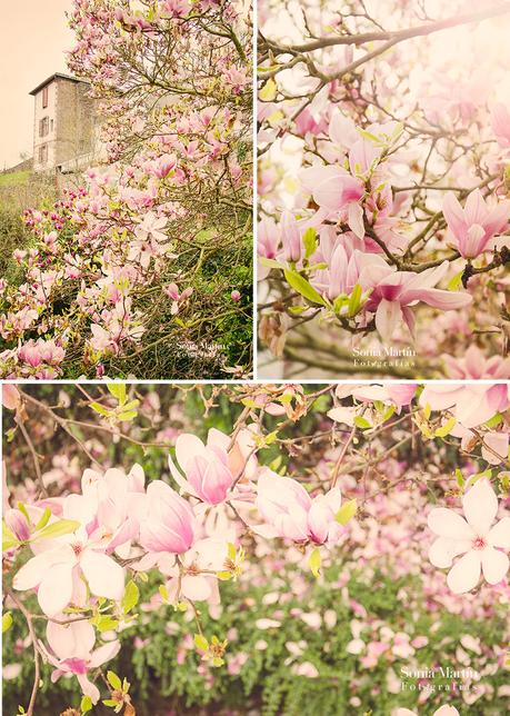 Magnolias en Donibane Garazi