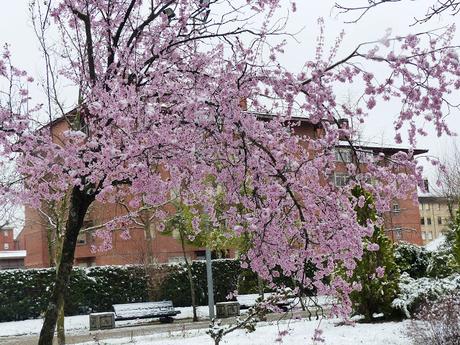 NIEVE PRIMAVERAL