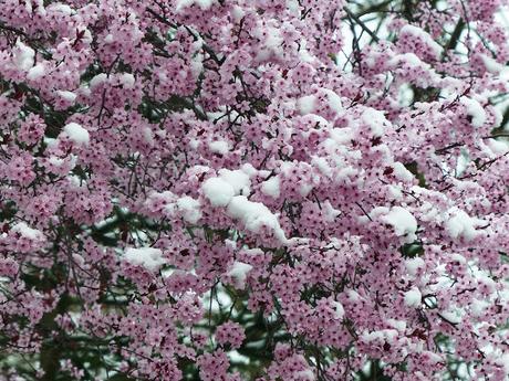 NIEVE PRIMAVERAL