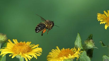 CURIOSIDADES DE LAS ABEJAS - CURIOSITIES OF THE BEES