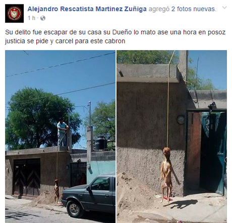 Formalizan denuncia contra persona que colgó a perro en Villa de Pozos