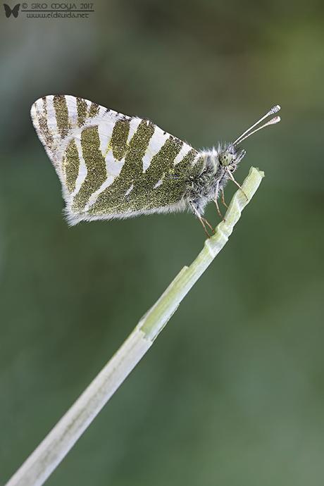 Blanca verdirrayada (Euchloe belemia)