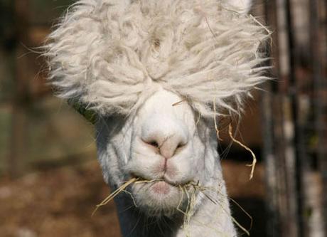 20 alpacas con pelazo que serían la envidia de la mismísima Beyoncé 20 alpacas con pelazo que serían la envidia de la mismísima Beyoncé