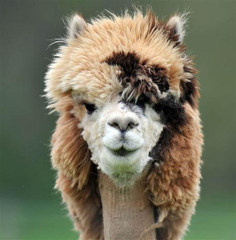 20 alpacas con pelazo que serían la envidia de la mismísima Beyoncé 20 alpacas con pelazo que serían la envidia de la mismísima Beyoncé