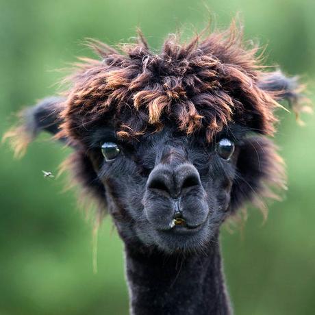 20 alpacas con pelazo que serían la envidia de la mismísima Beyoncé 20 alpacas con pelazo que serían la envidia de la mismísima Beyoncé