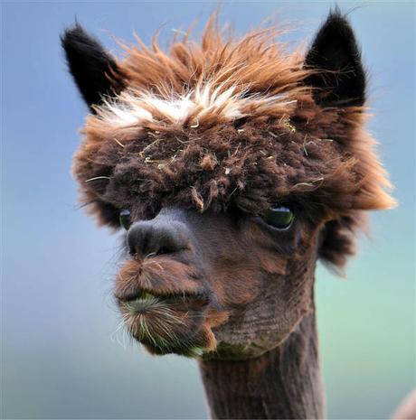 20 alpacas con pelazo que serían la envidia de la mismísima Beyoncé 20 alpacas con pelazo que serían la envidia de la mismísima Beyoncé