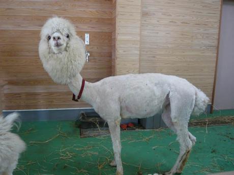 20 alpacas con pelazo que serían la envidia de la mismísima Beyoncé 20 alpacas con pelazo que serían la envidia de la mismísima Beyoncé