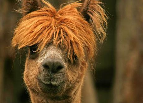 20 alpacas con pelazo que serían la envidia de la mismísima Beyoncé 20 alpacas con pelazo que serían la envidia de la mismísima Beyoncé