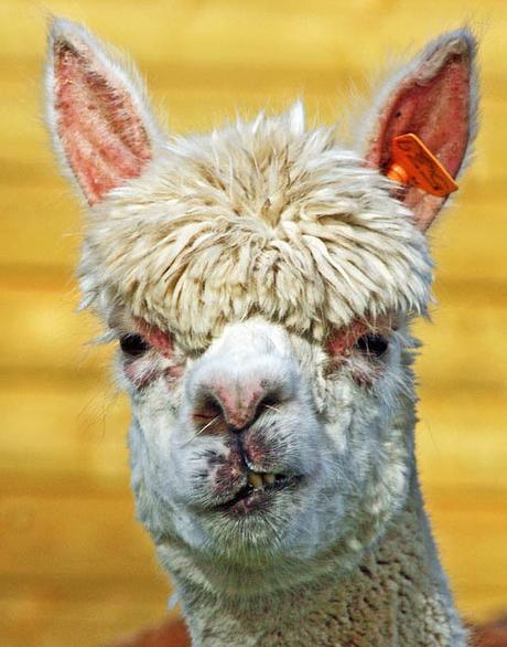 20 alpacas con pelazo que serían la envidia de la mismísima Beyoncé 20 alpacas con pelazo que serían la envidia de la mismísima Beyoncé