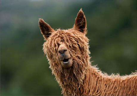 20 alpacas con pelazo que serían la envidia de la mismísima Beyoncé 20 alpacas con pelazo que serían la envidia de la mismísima Beyoncé