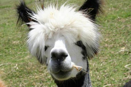 20 alpacas con pelazo que serían la envidia de la mismísima Beyoncé 20 alpacas con pelazo que serían la envidia de la mismísima Beyoncé