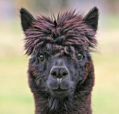 20 alpacas con pelazo que serían la envidia de la mismísima Beyoncé 20 alpacas con pelazo que serían la envidia de la mismísima Beyoncé
