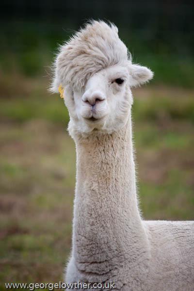 20 alpacas con pelazo que serían la envidia de la mismísima Beyoncé 20 alpacas con pelazo que serían la envidia de la mismísima Beyoncé