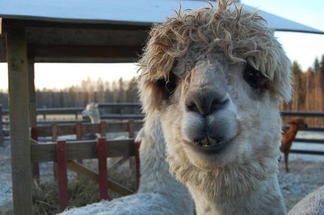 20 alpacas con pelazo que serían la envidia de la mismísima Beyoncé 20 alpacas con pelazo que serían la envidia de la mismísima Beyoncé