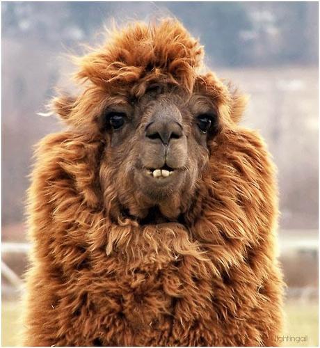 20 alpacas con pelazo que serían la envidia de la mismísima Beyoncé 20 alpacas con pelazo que serían la envidia de la mismísima Beyoncé