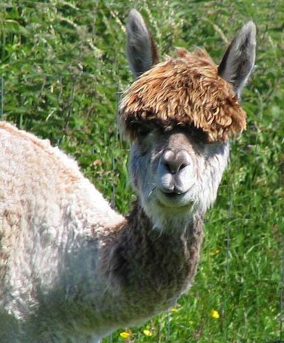 20 alpacas con pelazo que serían la envidia de la mismísima Beyoncé 20 alpacas con pelazo que serían la envidia de la mismísima Beyoncé