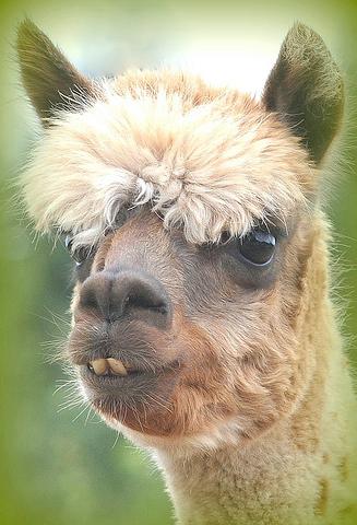 20 alpacas con pelazo que serían la envidia de la mismísima Beyoncé 20 alpacas con pelazo que serían la envidia de la mismísima Beyoncé