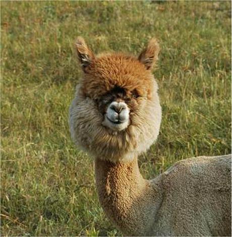 20 alpacas con pelazo que serían la envidia de la mismísima Beyoncé 20 alpacas con pelazo que serían la envidia de la mismísima Beyoncé