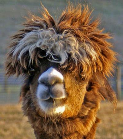 20 alpacas con pelazo que serían la envidia de la mismísima Beyoncé 20 alpacas con pelazo que serían la envidia de la mismísima Beyoncé