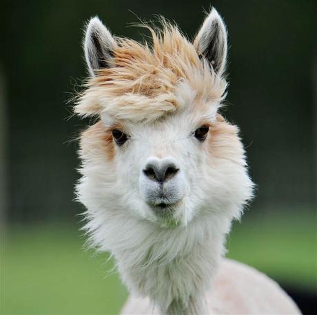 20 alpacas con pelazo que serían la envidia de la mismísima Beyoncé 20 alpacas con pelazo que serían la envidia de la mismísima Beyoncé