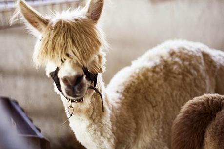20 alpacas con pelazo que serían la envidia de la mismísima Beyoncé 20 alpacas con pelazo que serían la envidia de la mismísima Beyoncé
