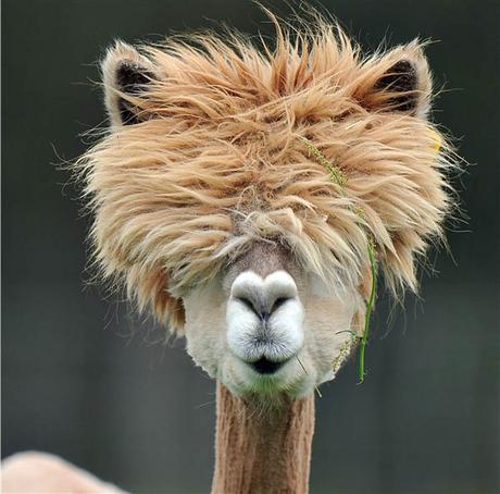 20 alpacas con pelazo que serían la envidia de la mismísima Beyoncé 20 alpacas con pelazo que serían la envidia de la mismísima Beyoncé