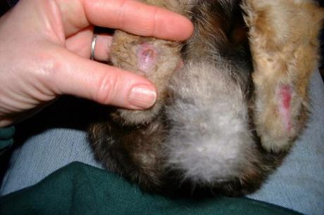 Pododermatitis En Conejos, Una De Las Enfermedades Más Comunes. Conoce Sus Causas, Síntomas Y Cómo Prevenirla Pododermatitis En Conejos, Una De Las Enfermedades Más Comunes. Conoce Sus Causas, Síntomas Y Cómo Prevenirla