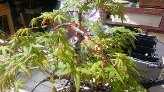 Acer Palmatum : injerto