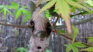 Acer Palmatum : injerto