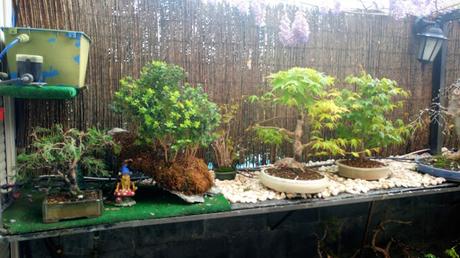 Acer Palmatum : injerto