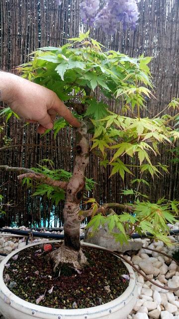 Acer Palmatum : injerto