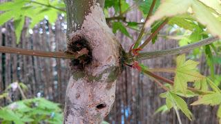 Acer Palmatum : injerto