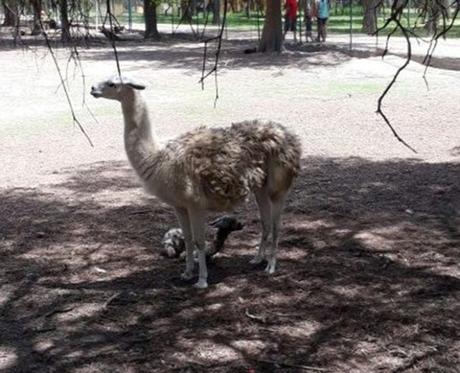 Nace una llama albina en el Parque Tangamanga II