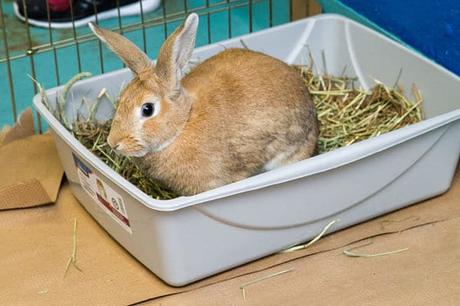 Te Enseñamos Cómo Entrenar A Un Conejo Para Usar La Caja De Arena. Es Más Fácil De Lo Que Crees!