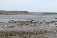 Nassau River Nassau River