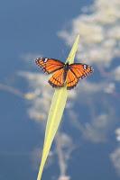 Detalles del camino Detalles del camino