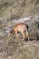 Ciervo de cola blanca Ciervo de cola blanca