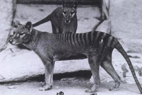 En busca del #tigre 'fantasma': Científicos buscan una especie extinguida en 1936 (VIDEO)
