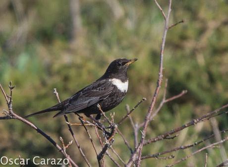 TURDUS TORCUATUS, COMIENZA LA MIGRACION TURDUS TORCUATUS, COMIENZA LA MIGRACION
