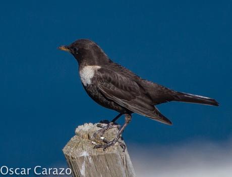 TURDUS TORCUATUS, COMIENZA LA MIGRACION TURDUS TORCUATUS, COMIENZA LA MIGRACION