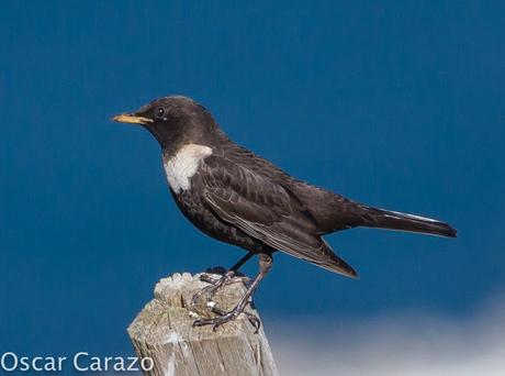 TURDUS TORCUATUS, COMIENZA LA MIGRACION TURDUS TORCUATUS, COMIENZA LA MIGRACION