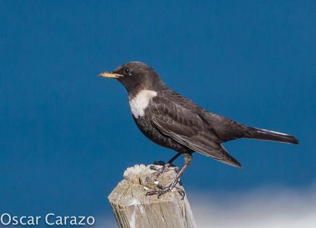 TURDUS TORCUATUS, COMIENZA LA MIGRACION TURDUS TORCUATUS, COMIENZA LA MIGRACION