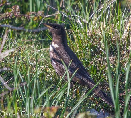 TURDUS TORCUATUS, COMIENZA LA MIGRACION TURDUS TORCUATUS, COMIENZA LA MIGRACION