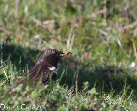 TURDUS TORCUATUS, COMIENZA LA MIGRACION TURDUS TORCUATUS, COMIENZA LA MIGRACION