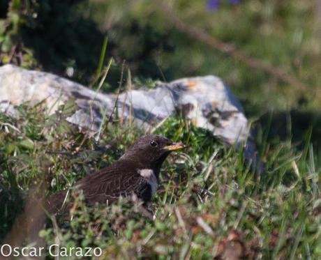 TURDUS TORCUATUS, COMIENZA LA MIGRACION TURDUS TORCUATUS, COMIENZA LA MIGRACION