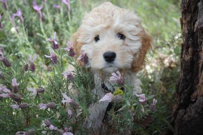 Cómo fotografiar mascotas: perros