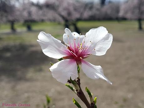 Guía de la Floración en España 2017 Guía de la Floración en España 2017
